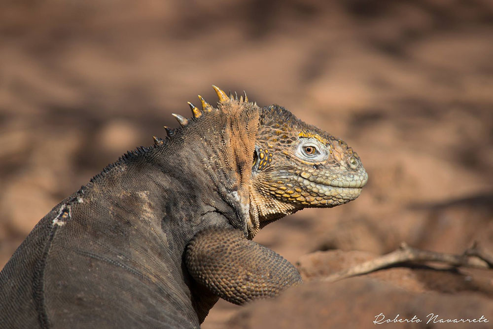 Competition Image - La naturaleza nos sonríe cuando la respetamos, Roberto Navarrete